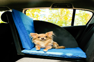 Student’s car seat will stop dogs having ‘ruff’ ride
